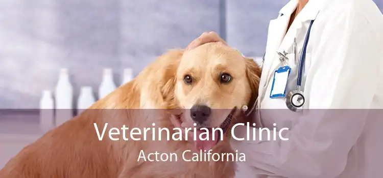Veterinarian Clinic Acton California