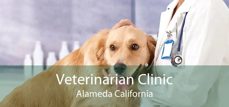 Veterinarian Clinic Alameda California