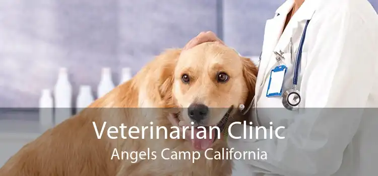 Veterinarian Clinic Angels Camp California