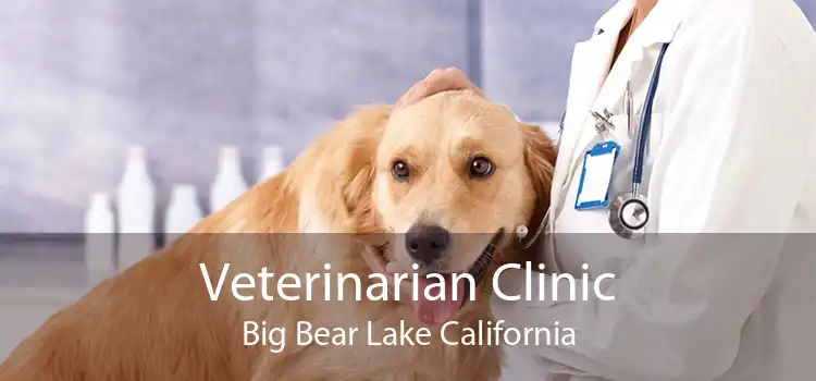 Veterinarian Clinic Big Bear Lake California