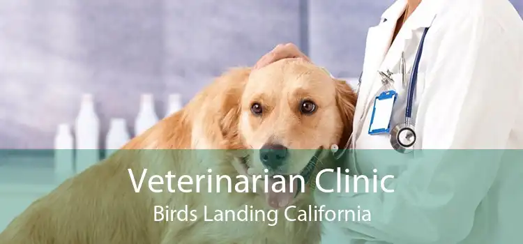 Veterinarian Clinic Birds Landing California
