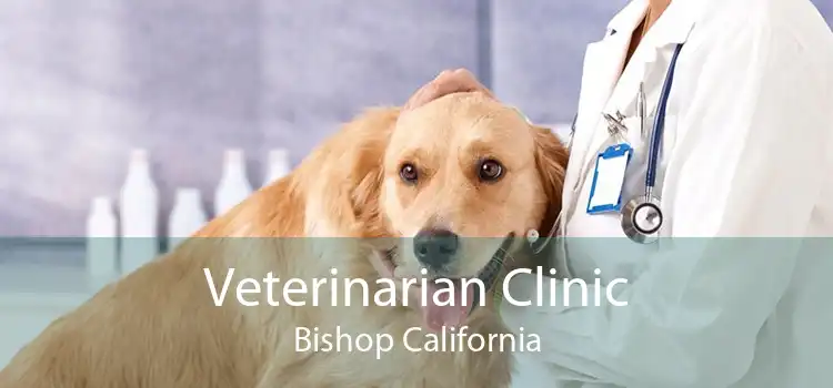 Veterinarian Clinic Bishop California