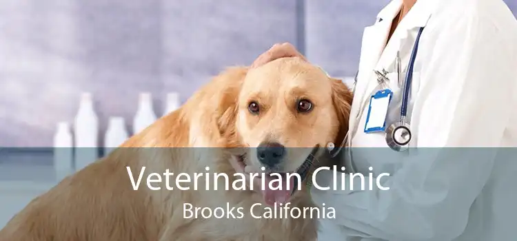 Veterinarian Clinic Brooks California