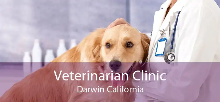 Veterinarian Clinic Darwin California
