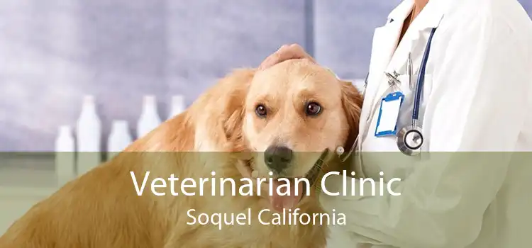 Veterinarian Clinic Soquel California