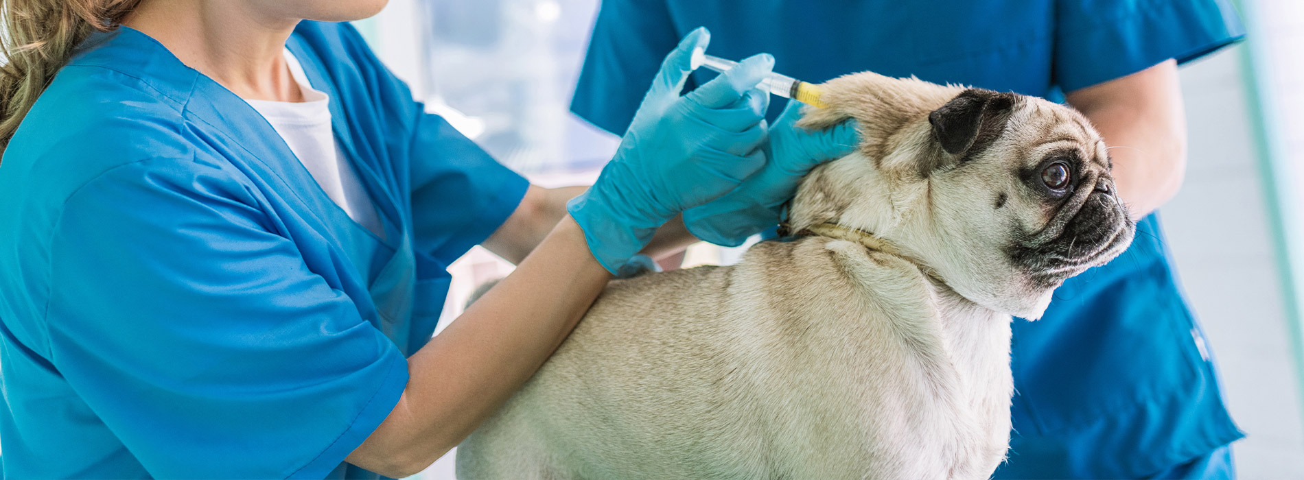 Dog vaccinations low cost dog vaccinations near me