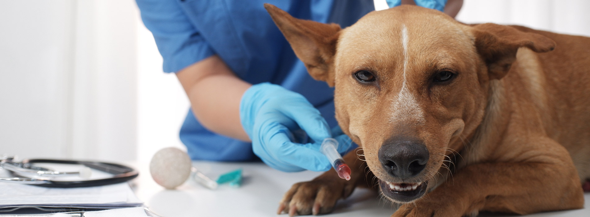 Emergency Vet 24 Hour Emergency Vet Near Me