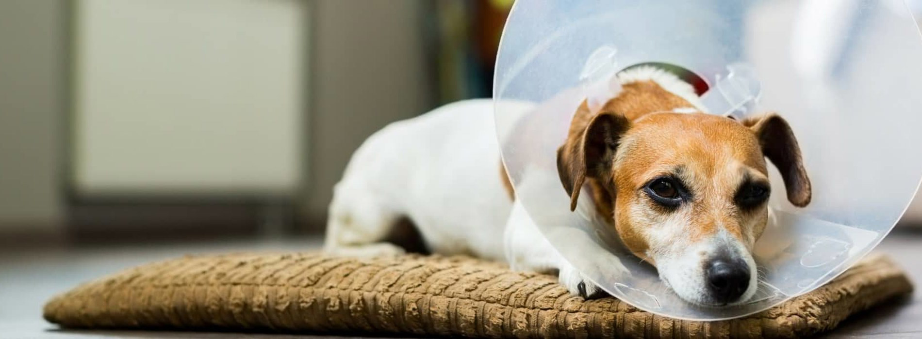 Spaying And Neutering Nicasio Low Cost Pet Spay And Neuter Clinic