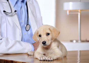 Animal Hospital in Lucerne Valley