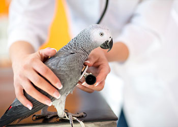 Bird Vet in Los Osos