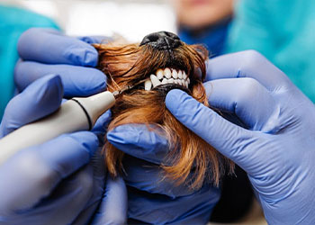 Dog Dentist in Azusa