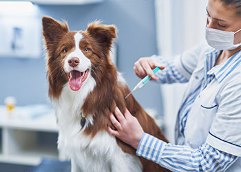 Dog Vaccinations in Woody
