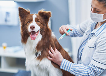 Dog Vaccinations in Los Osos