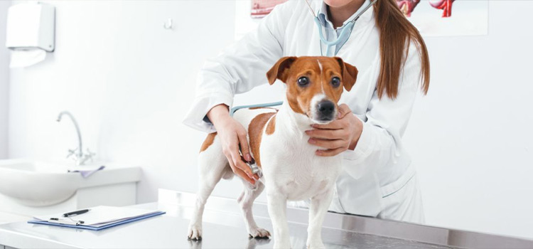 spay and neuter care in Aromas
