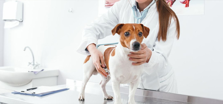 spay and neuter care in El Dorado Hills