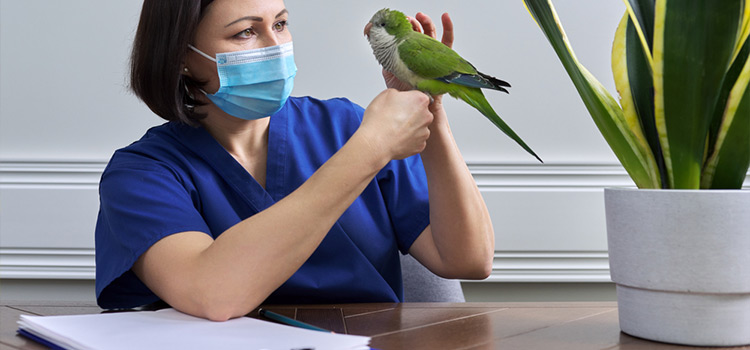 bird regular veterinary hospital in Modesto