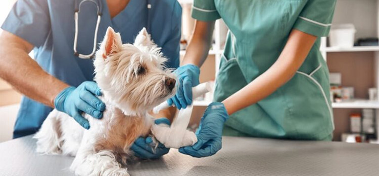 Ventura pet emergency hospital