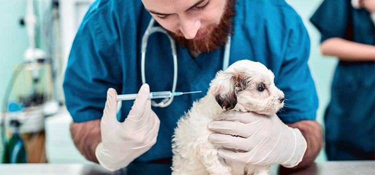 dog vaccination hospital in Soquel