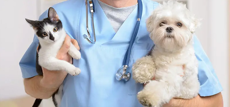 Spay and Neuter Services in Foothill Ranch